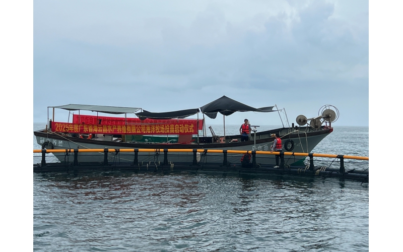 现代渔业转型现新篇  &mdash;电白海洋牧场首批金鲳鱼苗投放成功